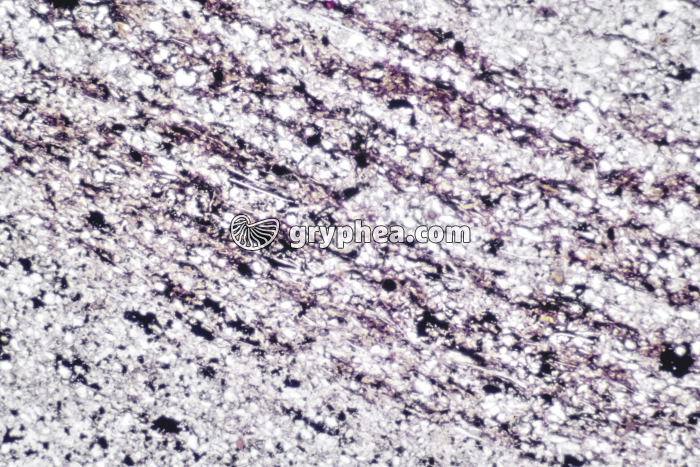 Pélite gréseuse LPNA x10 - gryphea.com